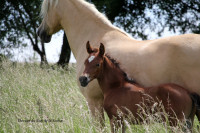 Vente de cheval : PRINCIPE